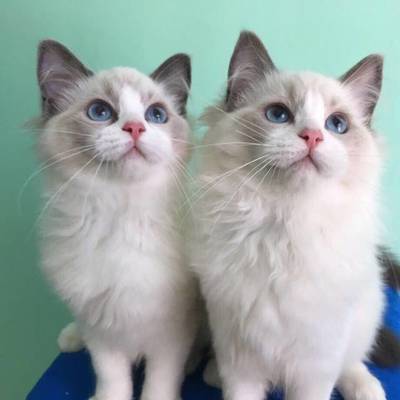 好听的猫名字