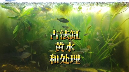 魚缸硝化細(xì)菌加多了水為什么會發(fā)白色（魚缸硝化細(xì)菌加多了水為什么會發(fā)白色泡沫）