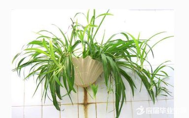 吊兰作文