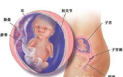 38周胎儿发育标准