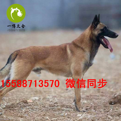 黑色比特犬价格多少