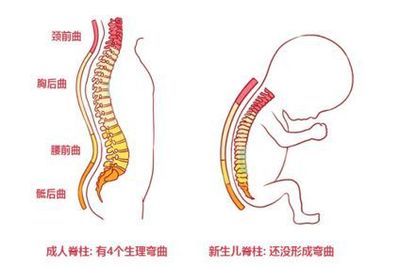 宝宝脊椎弯曲图片