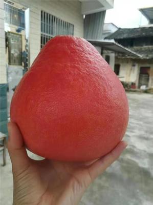 水柚子多少钱一斤