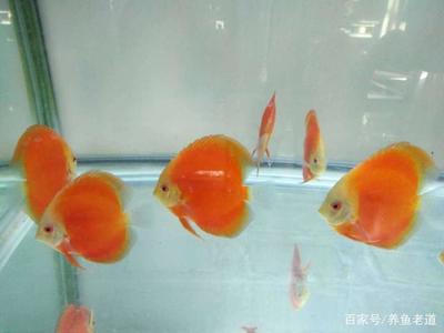 森森龍缸安裝圖（森森龍魚缸安裝視頻）