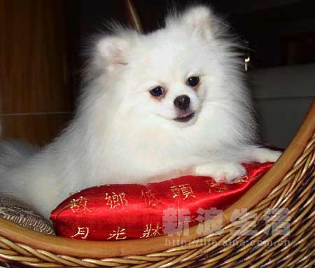 幼犬挑几月的好
