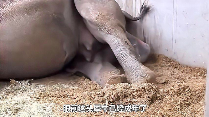 犀牛生宝宝