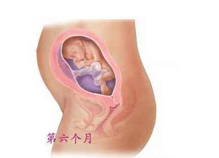 胎儿发育顺序