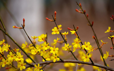 春天的小花是怎么描述