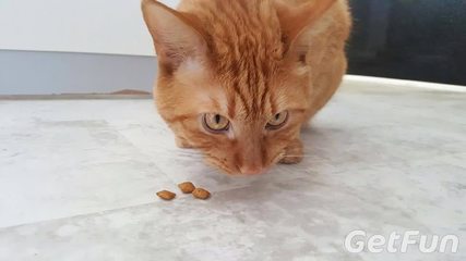猫一天吃多少克猫饭