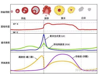 排卵期出血是怎么样的