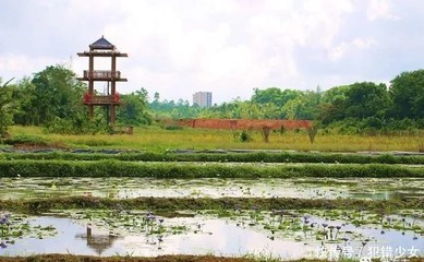 龙寿洋万亩田野公园