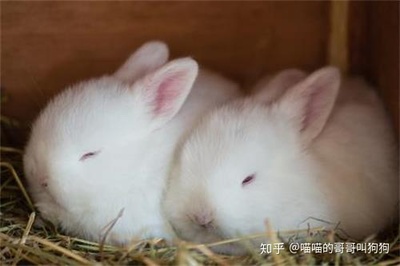 兔子不吃不喝也不动是怎么回事