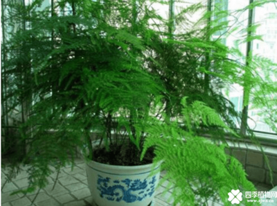文竹放在卧室好吗
