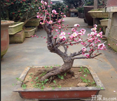 宫粉梅花盆景
