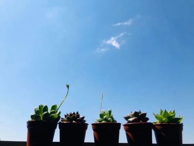 梦见自己养的花枯萎了