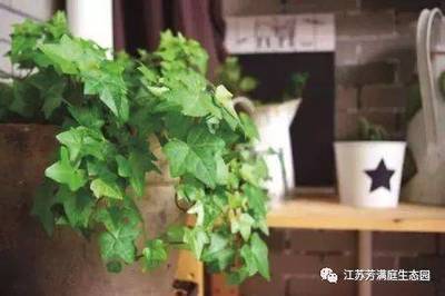 常春藤可以放卧室吗