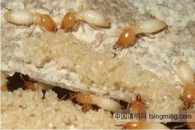 做梦梦到好多螃蟹