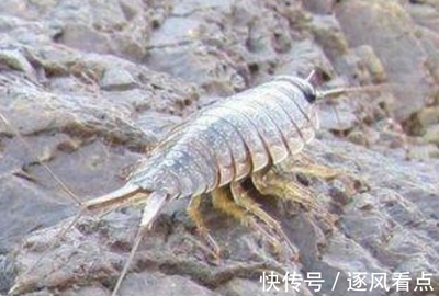 海蟑螂可以吃吗