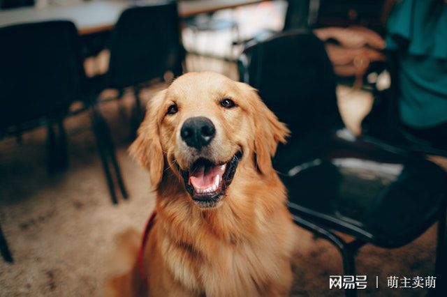 Xiao 狗狗可以吃杏仁吗,狗能吃杏仁吗?