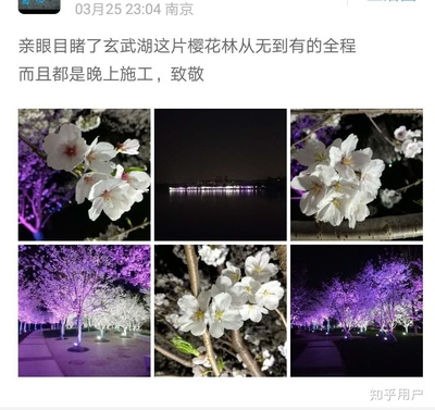 晚上去看樱花怎么写说说