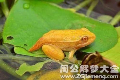 做梦梦到很多青蛙