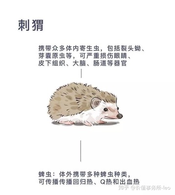 什么寄生虫寄生大脑