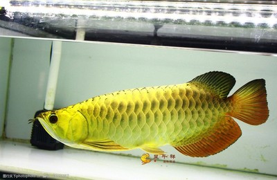 紅龍魚(yú)飼料品質(zhì)排名第幾名（紅龍魚(yú)飼料品質(zhì)排名第幾名了）