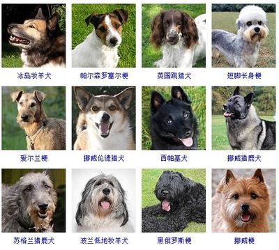 怎么给狗狗取名字好听