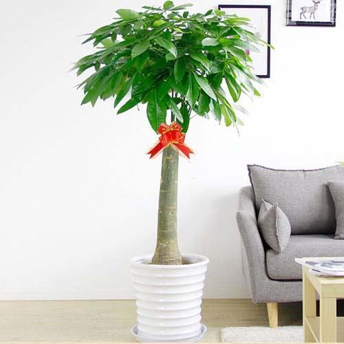 办公桌风水植物