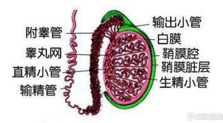 输精管正常大小是多少