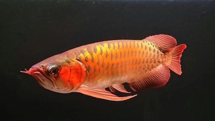 紅龍魚(yú)的好處與壞處是什么樣的（紅龍魚(yú)的好處與壞處是什么樣的圖片） 龍魚(yú)百科