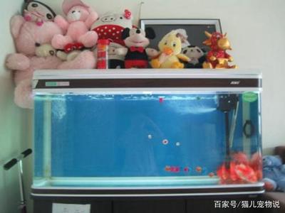 洛陽哪里有定做魚缸的地方（洛陽哪里有定做魚缸的地方?。? title=