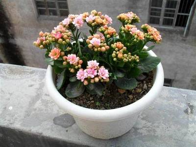 养在室内的花