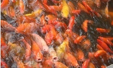 魚缸變花盆（大花盆變魚缸）