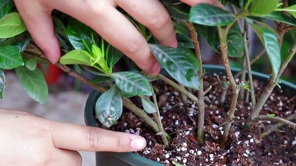 梦见自己养的花枯萎了