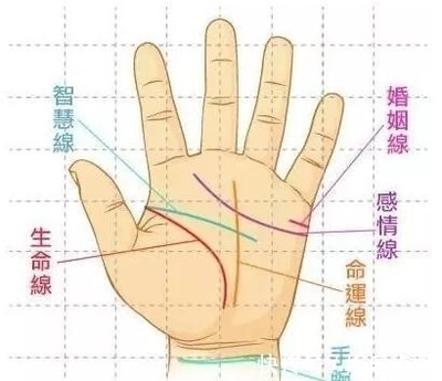 命运线止于智慧线