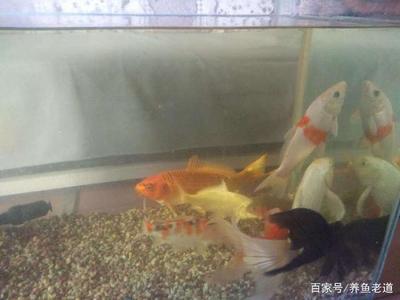 家用大魚缸怎么清洗視頻講解大全（家用大魚缸怎么清洗視頻講解大全圖片） 過背金龍魚