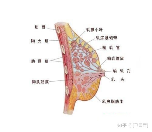乳腺低回声结节是怎么回事