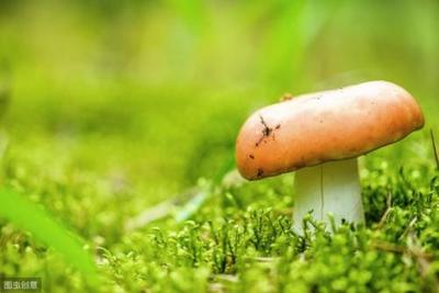 mushroom发音和mush一样吗