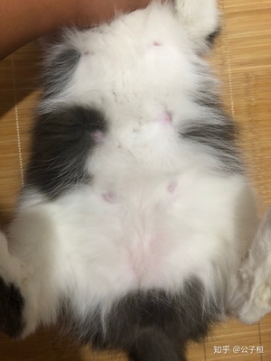 猫咪怀孕一个月
