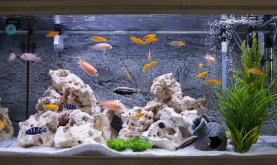 廣州市越秀區(qū)立新水族店（廣州市越秀區(qū)立新水族店電話）