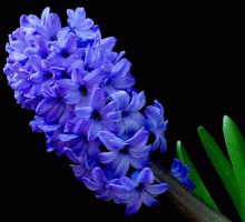 象征生命的鲜花是什么