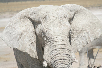 大象一般是通过什么方式来防晒的