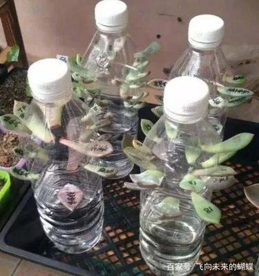 矿泉水能养花吗