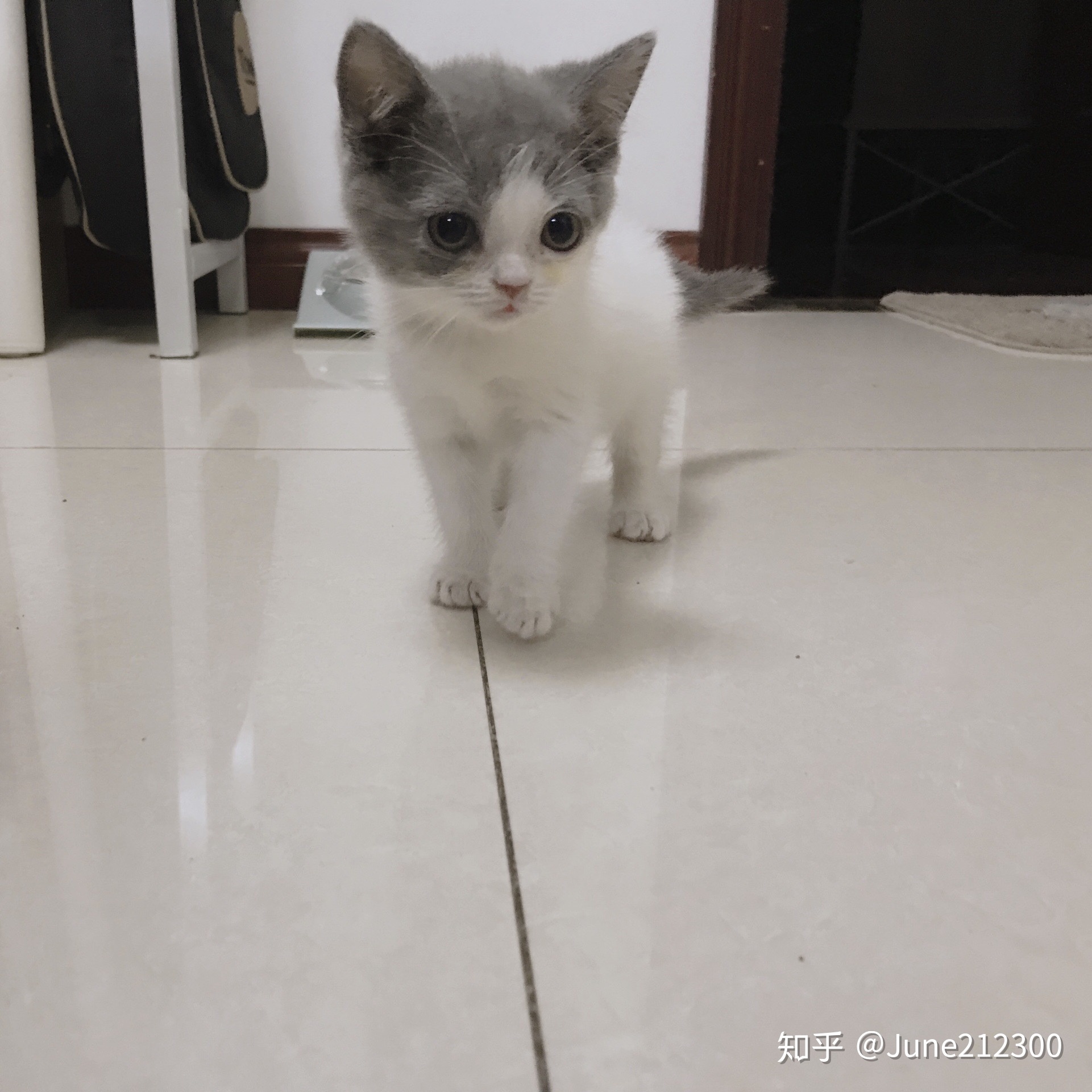 蓝猫起名字