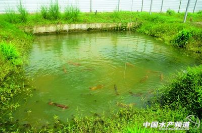 龍魚(yú)莫名其妙撞缸了什么原因造成的（如何預(yù)防龍魚(yú)撞缸的行為發(fā)生？） 水族問(wèn)答