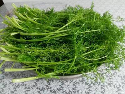 茴香孕妇可以吃吗