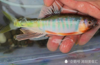 龍魚經(jīng)常蒙眼怎么回事兒，如何預防龍魚蒙眼