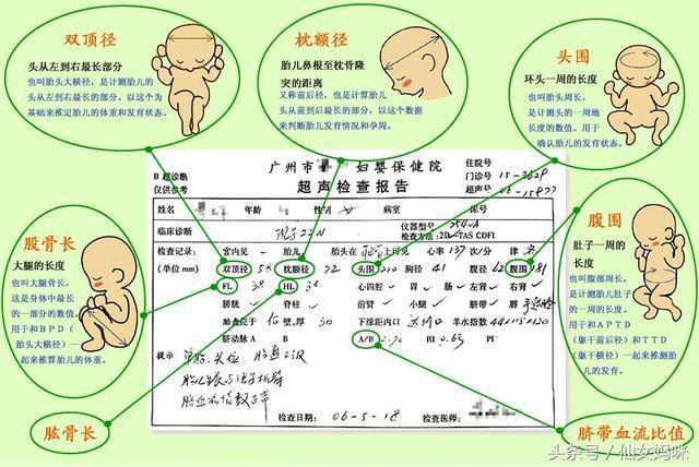 胎儿吸收营养过程图