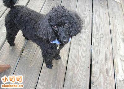 黑泰迪取什么名字好听